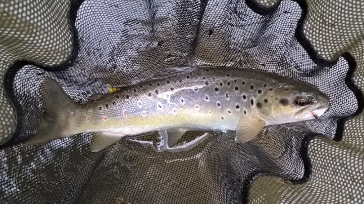 Splendid trout